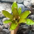 Kép 4/7 - Neoregelia miami