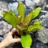 Kép 5/7 - Neoregelia miami
