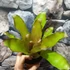Kép 6/7 - Neoregelia miami