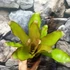 Kép 7/7 - Neoregelia miami