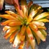 Kép 1/6 - Neoregelia Orange Concentrica