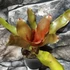 Kép 3/6 - Neoregelia Orange Concentrica