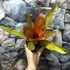 Kép 5/6 - Neoregelia Orange Concentrica