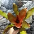 Kép 2/6 - Neoregelia Orange Concentrica