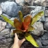 Kép 6/6 - Neoregelia Orange Concentrica