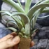 Kép 2/11 - Tillandsia Clario