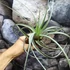 Kép 1/11 - Tillandsia Clario