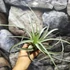 Kép 11/11 - Tillandsia Clario