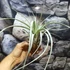 Kép 5/11 - Tillandsia Clario