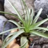 Kép 7/11 - Tillandsia Clario