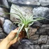 Kép 8/11 - Tillandsia Clario