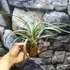 Kép 9/11 - Tillandsia Clario