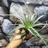 Kép 10/11 - Tillandsia Clario