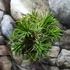 Kép 2/7 - Tillandsia Ionantha telep