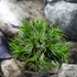 Kép 3/7 - Tillandsia Ionantha telep