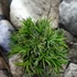 Kép 4/7 - Tillandsia Ionantha telep