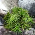 Kép 1/7 - Tillandsia Ionantha telep