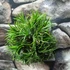 Kép 6/7 - Tillandsia Ionantha telep