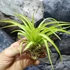 Kép 2/6 - Tillandsia Flexuosa 