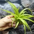 Kép 3/6 - Tillandsia Flexuosa 