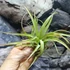 Kép 5/6 - Tillandsia Flexuosa 