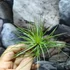 Kép 2/8 - Tillandsia Sticta