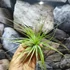 Kép 6/8 - Tillandsia Sticta