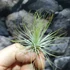 Kép 1/4 - Tillandsia Andreana