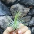 Kép 3/4 - Tillandsia Andreana