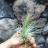 Kép 4/4 - Tillandsia Andreana