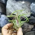 Kép 3/8 - Tillandsia caput medusa