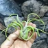 Kép 2/8 - Tillandsia caput medusa