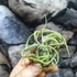 Kép 4/8 - Tillandsia caput medusa