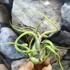 Kép 5/8 - Tillandsia caput medusa