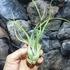 Kép 6/8 - Tillandsia caput medusa