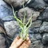 Kép 8/8 - Tillandsia caput medusa