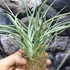 Kép 1/7 - Tillandsia Rectifolia