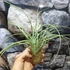 Kép 4/7 - Tillandsia Rectifolia