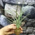Kép 6/7 - Tillandsia Rectifolia