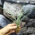 Kép 7/7 - Tillandsia Rectifolia