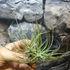 Kép 1/6 - Tillandsia Schiedeana