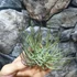Kép 2/6 - Tillandsia Schiedeana