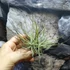Kép 5/6 - Tillandsia Schiedeana