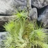 Kép 5/6 - Tillandsia Funckiana telep