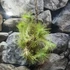 Kép 6/6 - Tillandsia Funckiana telep
