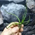 Kép 2/6 - Tillansia "Bulbosa"