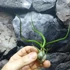 Kép 4/6 - Tillansia "Bulbosa"