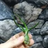 Kép 1/6 - Tillansia "Bulbosa"