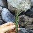 Kép 3/6 - Tillandsia butzii