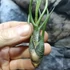 Kép 2/6 - Tillandsia butzii